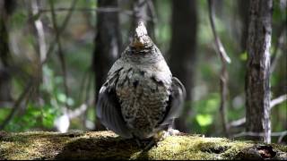 Ruffed Grouse drumming on a log