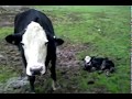 Angry Cow protecting newborn calf