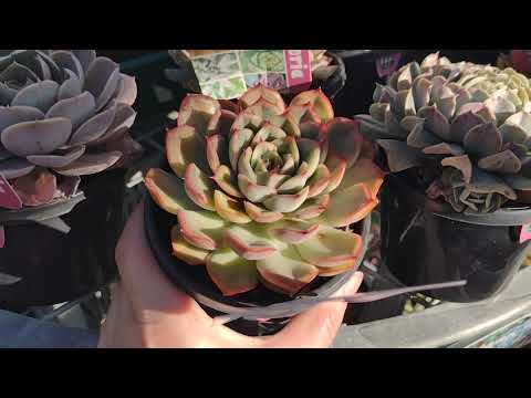 Houseplant & Succulent Shopping Mitre 10