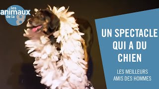 Quand les chiens nous jouent des tours - Les Animaux de la 8