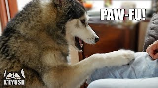 Husky Has Huge Dilema And Argues With My Mum About it!