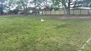 Whisper the papillon playing on the sports oval by Narelle Robinson 11 views 9 years ago 1 minute, 3 seconds