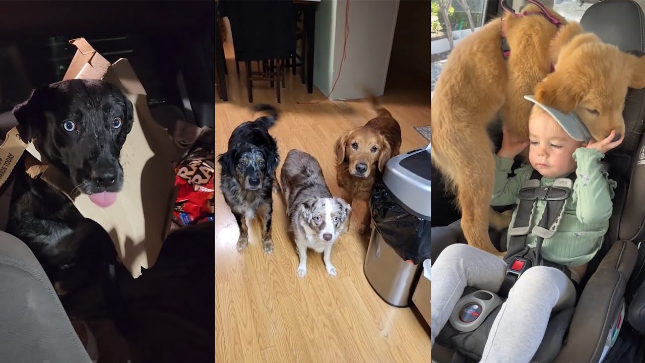 Funniest Dogs Videos 🤣 Best Funny Dogs Videos 2024 🥰#2