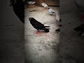kabuter day1 #minivlog #trending