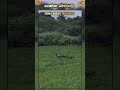 ಸಂಜೆ ವೇಳೆಯಲ್ಲಿ ನವಿಲು 🦚🦚#shortsfeed #peacock #forest #trendingshorts #viralshort #ytshorts