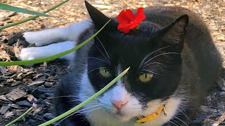 Tuxedo Cat Funny Kitty Playing and trying to take a Nap #FunnyCatsVideos by Kitty Panzon - Cat Adventures 3,210 views 1 year ago 3 minutes, 38 seconds