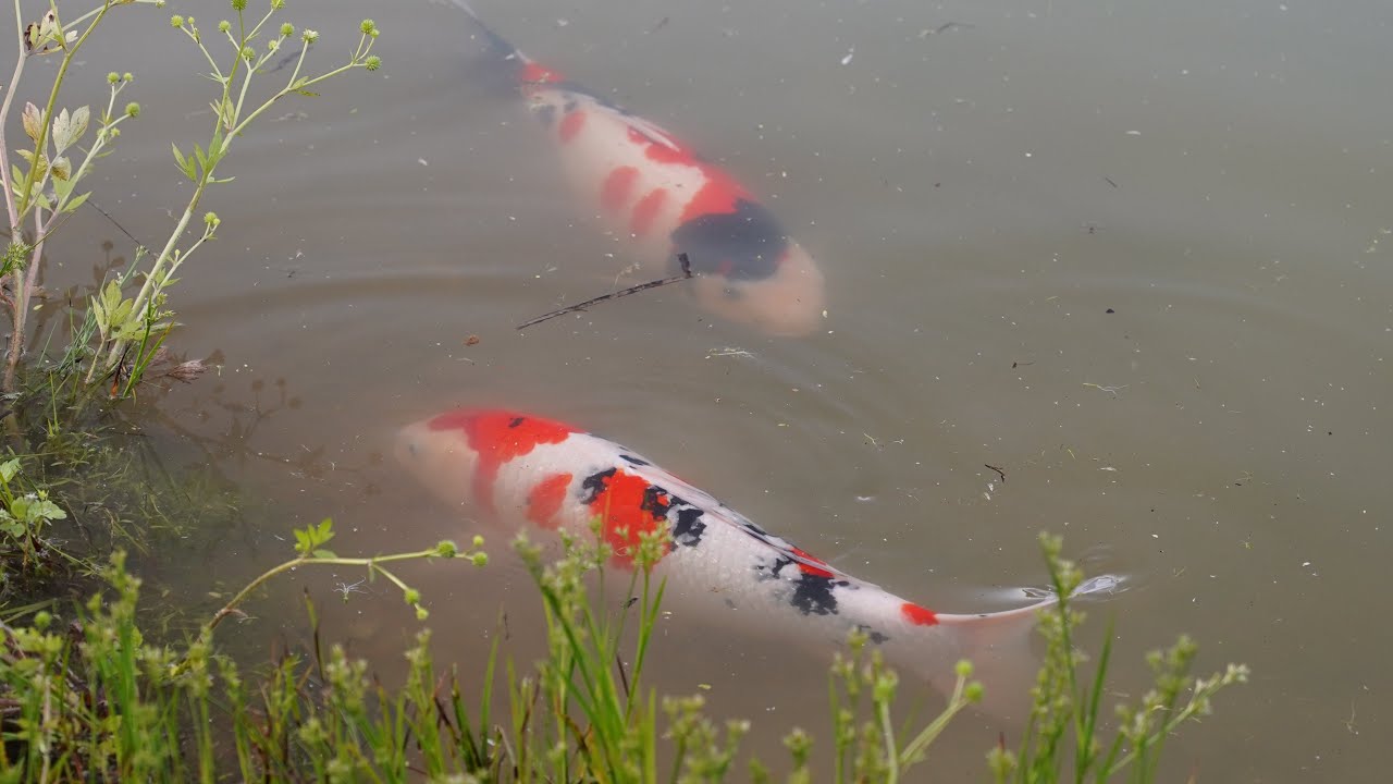 Посещение заводчика кои-бабочек — Koi Harvest Japan!