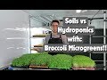 Broccoli Soil vs Hydroponics   On The Grow