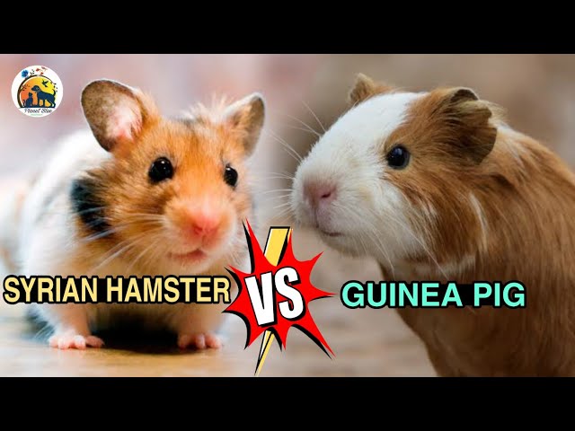 All About Syrian Hamsters - Petopedia