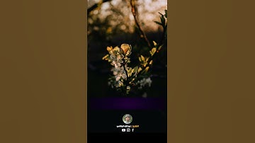 تلاوة جميلة🌿#القارئ_عبدالله_البالاني🌿#القرآن_الكريم#حالات #حالات_واتس#اكسبلور #explore #تلاوة #فولو