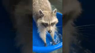 Очень милый енот 🦝 Илюша #рекомендации #tiktok #shortsvideo