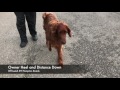 Irish Setter Irish Setter