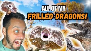 All Of My Frilled Dragons The Best Pet Lizard