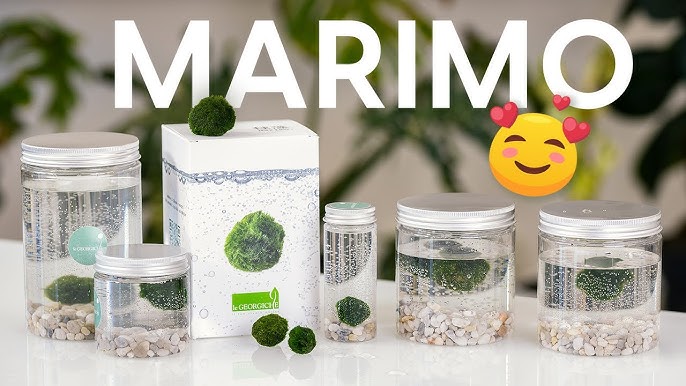 Marimo, the Japanese seaweed of lovers 