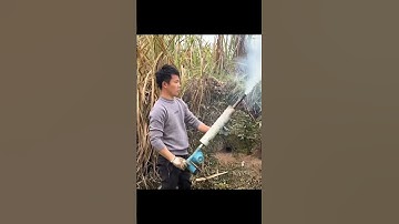 Bắt chuột | Catch Mouse Cre:douyin #tiktok #animallover #shorts