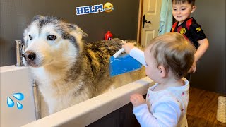 Hilarious Baby Attempts To Bath The Most Stubborn Husky Ever!!. Baby Throws Paddy When Gets Wet!