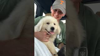 Great Pyrenees Puppy Power! #shorts #greatpyrenees #puppies #lgd #newbaby #homestead ♥