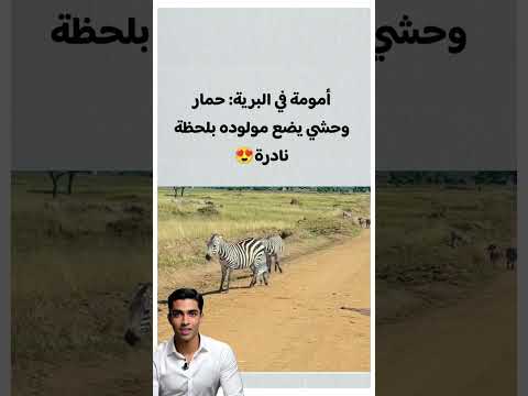 الولادة عند الحمار الوحشي SHORTS