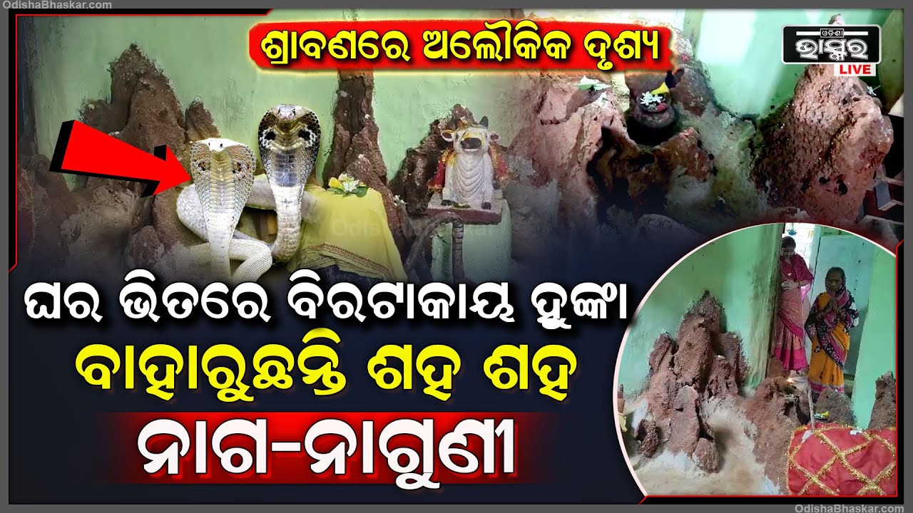 ଘର ସାରା ମାଳ ମାଳ ହୁଙ୍କା, ସେଥିରୁ ବାହାରୁଛନ୍ତି ଶହ ଶହ ନାଗ-ନାଗୁଣୀ, ଲୋକେ ଦେଖି ଆବାକ୍‌...