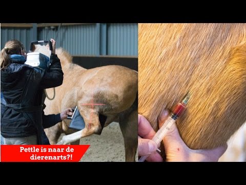 Video: Gebroken Botten Bij Paarden