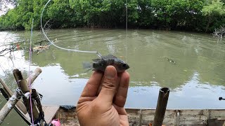 Jangan Remehkan Umpan Ikan Mujair ini.. Kalo ditarik Pasti ikan Besar...