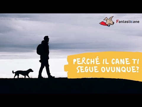 Video: Perché Il Mio Cane Mi Segue Ovunque?