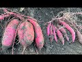 さつまいもを収穫したら大きさが違いすぎる原因が判明しました！