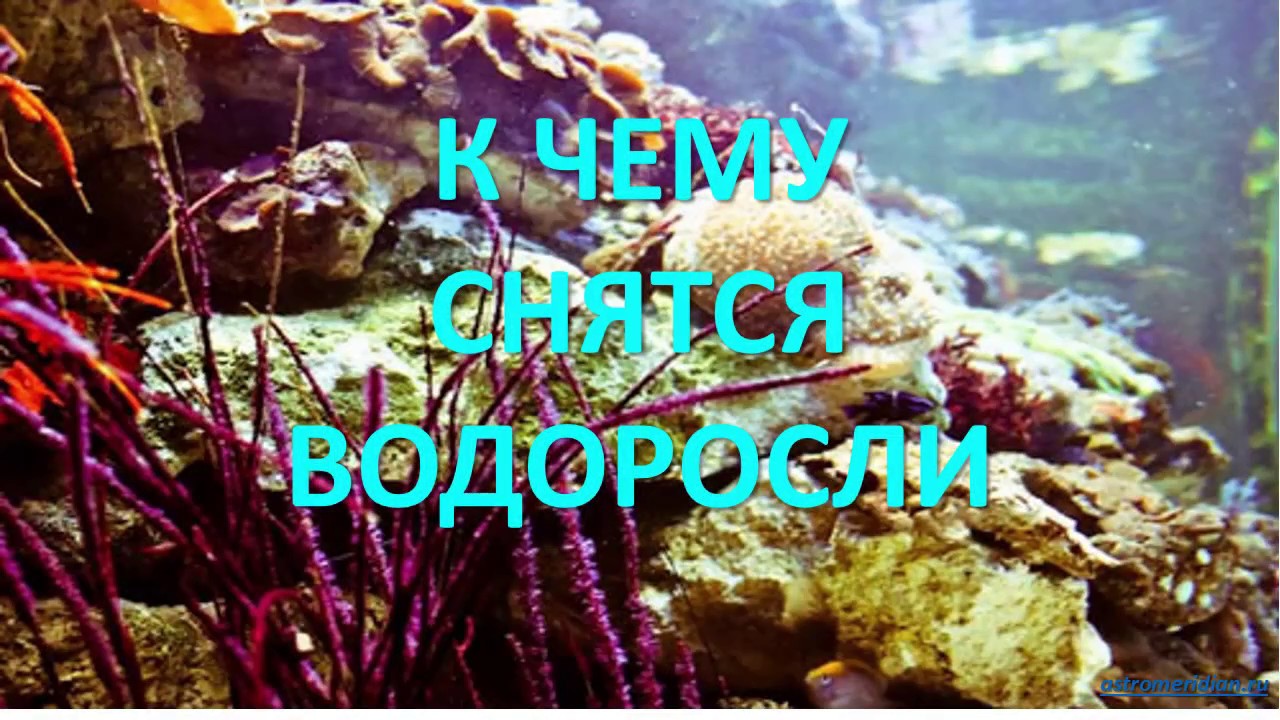 К чему снятся Водоросли