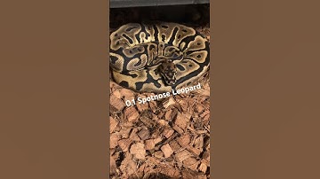 Spotnose Leopard Ball Python 🐍 #shorts #shortsfeed #shortvideo #reels #fyp #fypシ