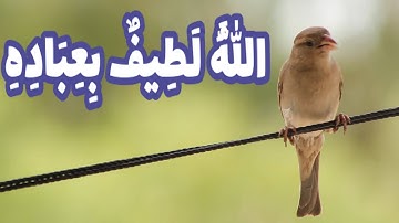 ياسر الدوسري (الله لطيف بعباده) سورة الشورى #تدبر #quran  حالات واتس اب قران