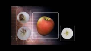 Greefa - Calidad externa ( iQS ) e interna ( iFA ).