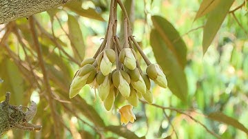 CANH TÁC THÔNG MINH: LÀM BÔNG CHO SẦU RIÊNG TÂY NGUYÊN