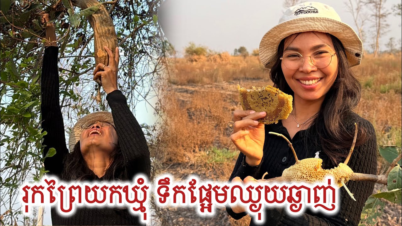 យកបានបីសំបុក ទឹកផ្អែមឈ្ងុយ | Wild Honeycombs 