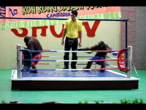 Orangutan Boxing