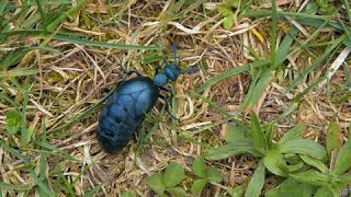 Black oil beetle – toxic, yet harmless creature