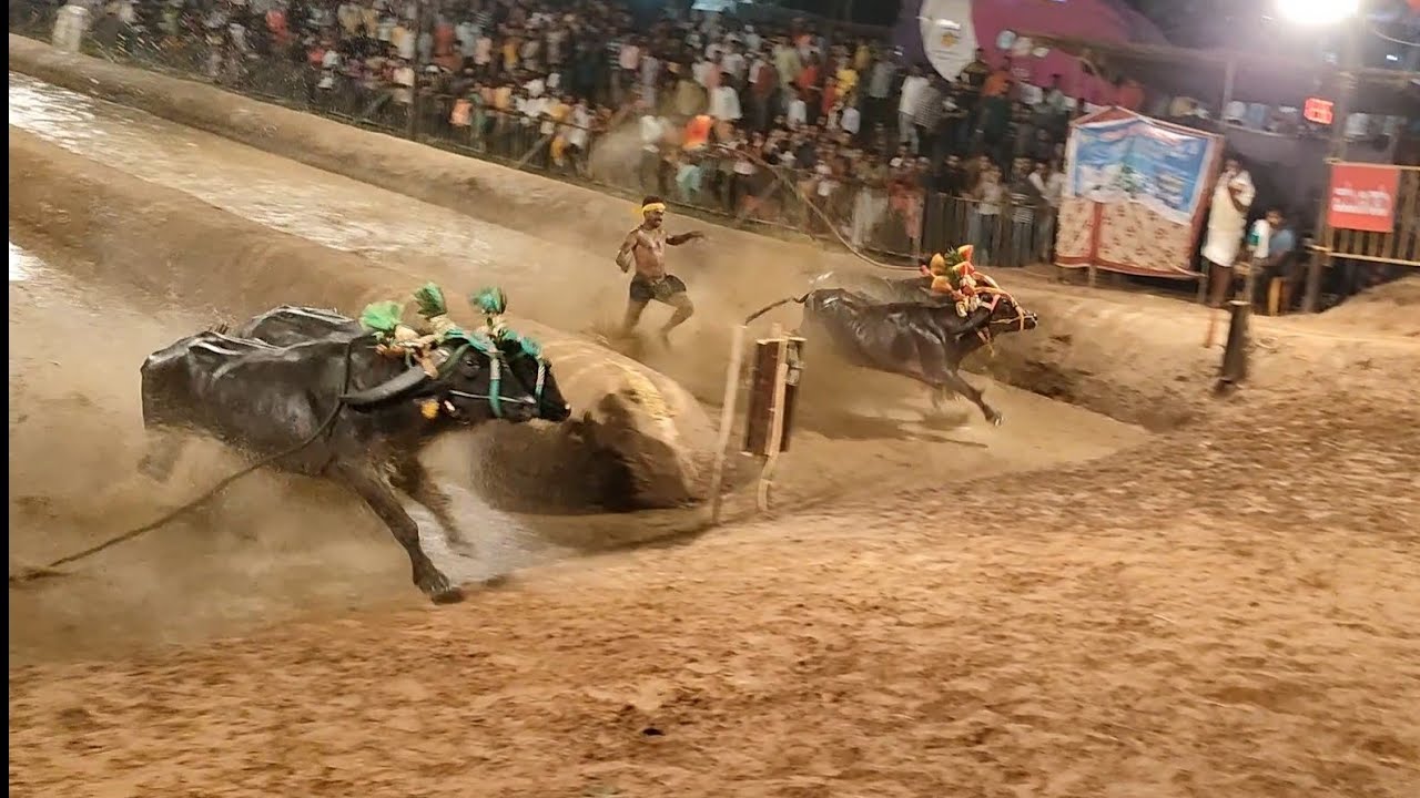 Katapadi Beedu kambala 2021-22 ಕಟಪಾಡಿ ಬೀಡು ಜೋಡುಕರೆ ಕಂಬಳ