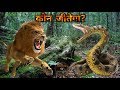 कौन जीतेगा एनाकोंडा और शेर की लड़ाई में ? Giant Anaconda Vs Lion 👉Who Would Win?....