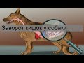 Заворот кишок у собаки