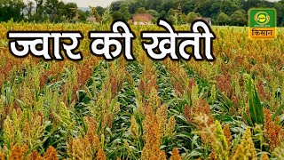 Gaon Kisan: Benefits of Sorghum Cultivation | गाँव किसान - ज्वार की खेती | 2 June 2020