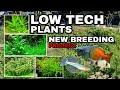 How to choose low maintenance aquatic plants  my new breeding project