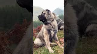 This dog bite can Break ur Bones ☠  #dog #workingdog #kangal #dogshorts