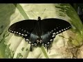 Papillons - Documentaire Animalier