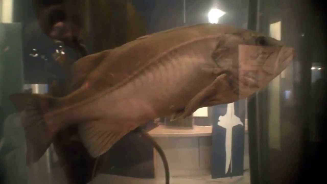 Marine Science Center Newport, Oregon 2013/03/11 YouTube