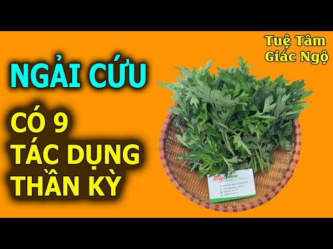 Video: Ngải đắng: dược tính