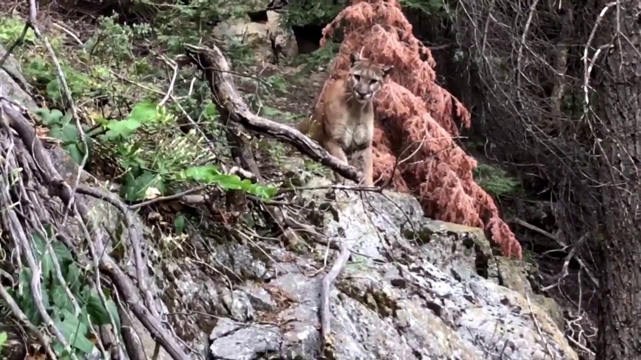 are dogs allowed in kings canyon national park