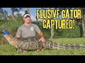 Elusive gator captured