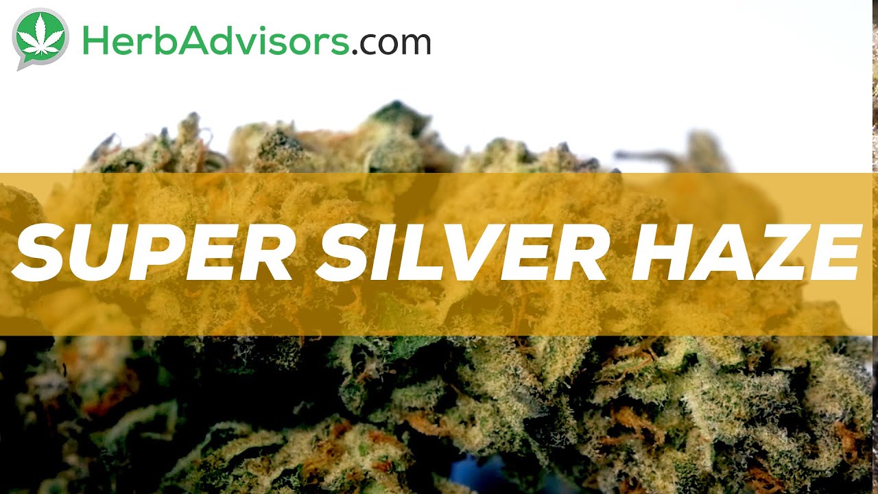 Super Silver Haze Strain Review by HerbAdvisors.com