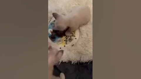 Video 5516591: baby manx, cat