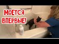 Сегодня у кота баня! #натальяфальконе