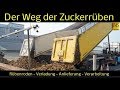 Der Weg der Zuckerrüben vom Feld bis zur Verarbeitung - Zuckerherstellung - Nordzucker Uelzen